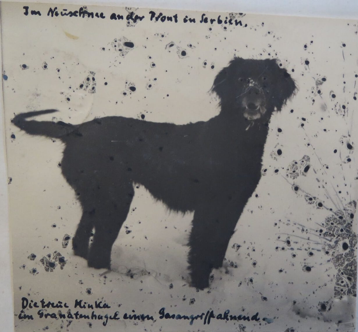 Text: „Im Neuschnee an der Front in Serbien. Die treue Minka im Granathagel einen Gasangriff ahnend.“ Feldpostkarte an Wagenführ vom 27.10.1915
